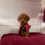 Toy Poodle Orjinal Irk Yavrular